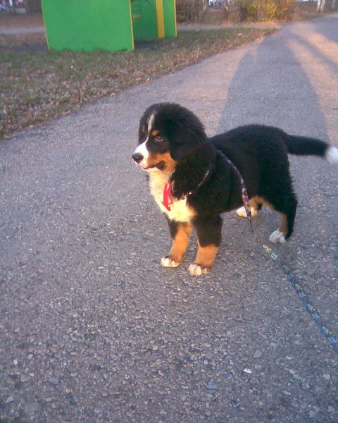 Игорь Гаврилов