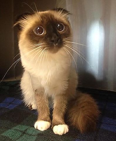 Александр Иванов