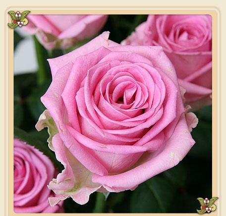 Ольга Морозова