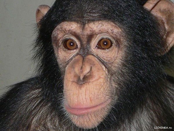 Андрей Костарнов