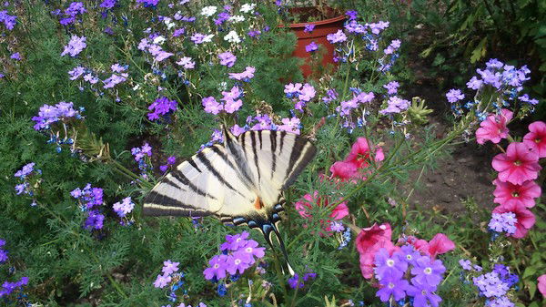 Инна Хрипченко