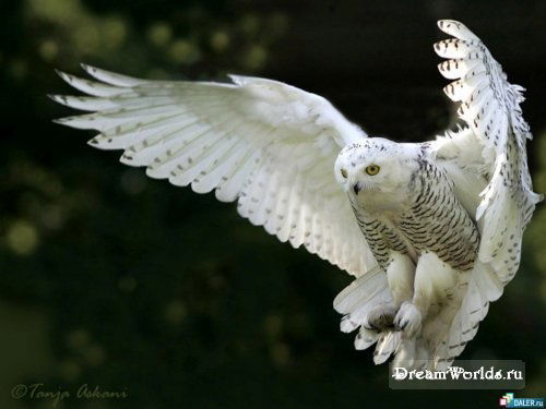 Александр Гераскин