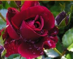 Nurgozel Hudaynazarowa