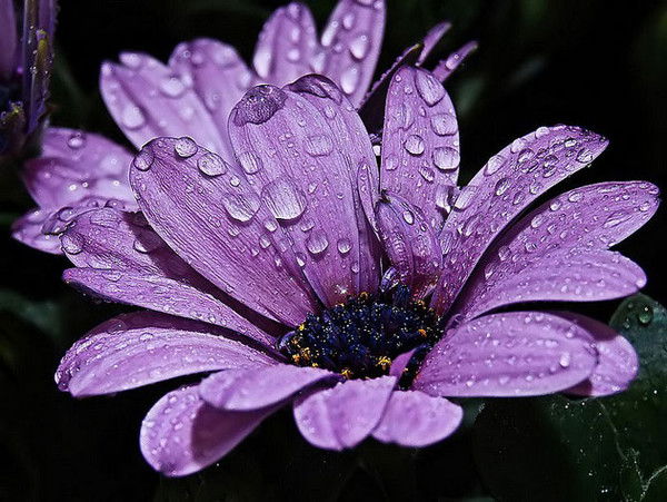 Мишунина Елена