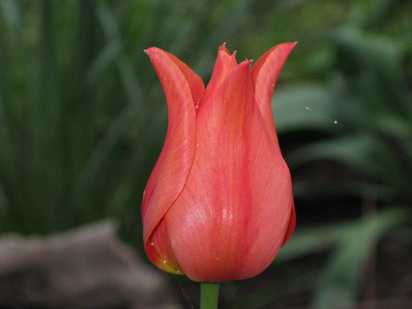 Лиза Мишина