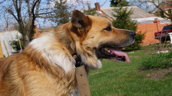 Алексей Смирнов