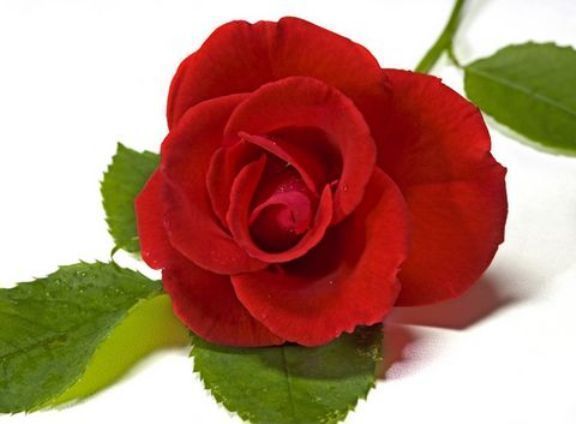 Салтанат Жанбаева