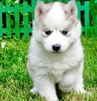 Ксения Силютина