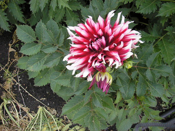 Ольга Гордеева