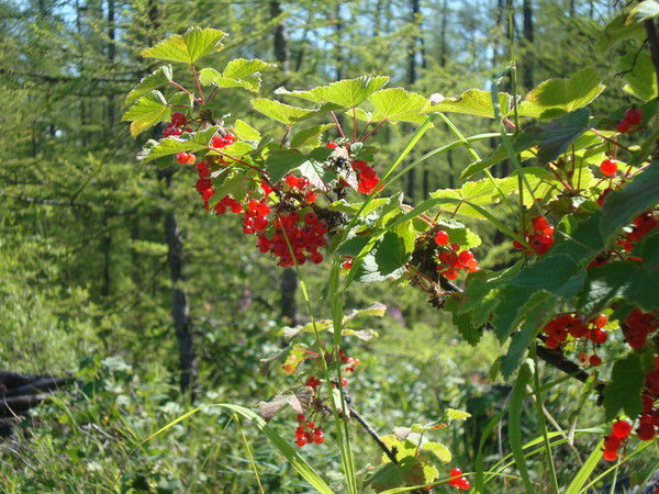 Майя Алексеева