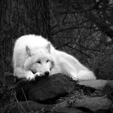 Дмитрий Бородин