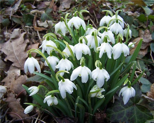 Татьяна Лисовец