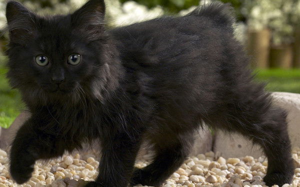 Лера Прянишникова