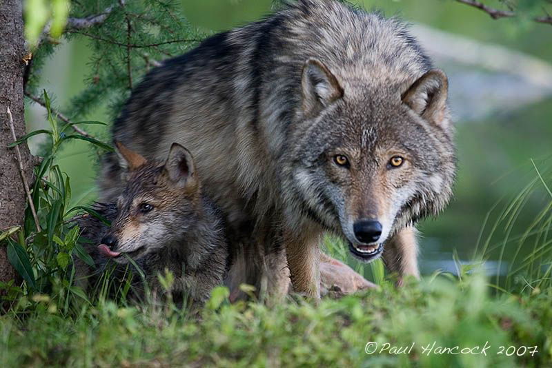Ирина Пашенчук