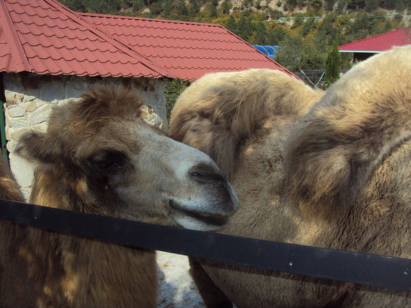 Нникита Искра