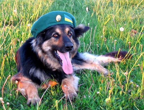 Элдар Калиев