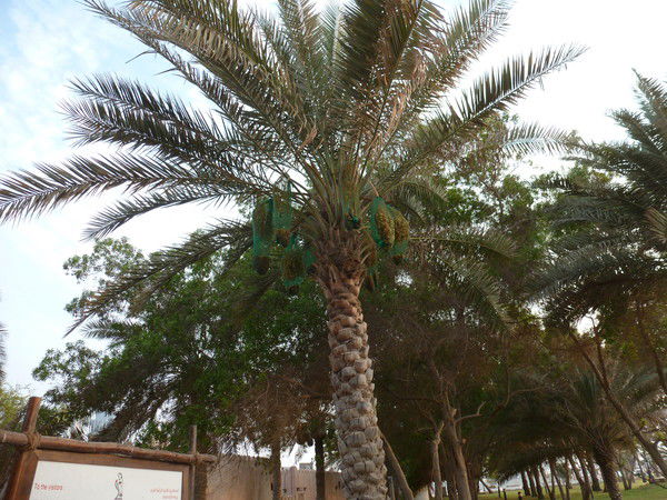 Уралочка Тур