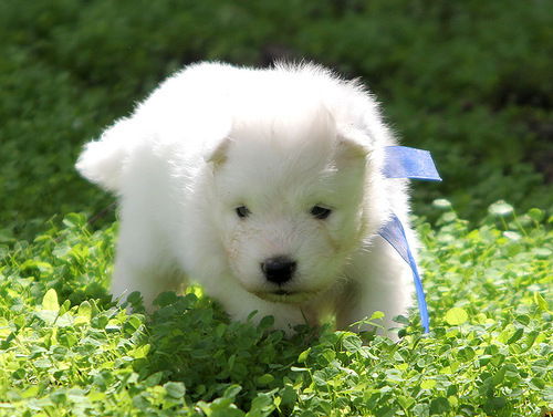 Ботагоз Космухамбетова