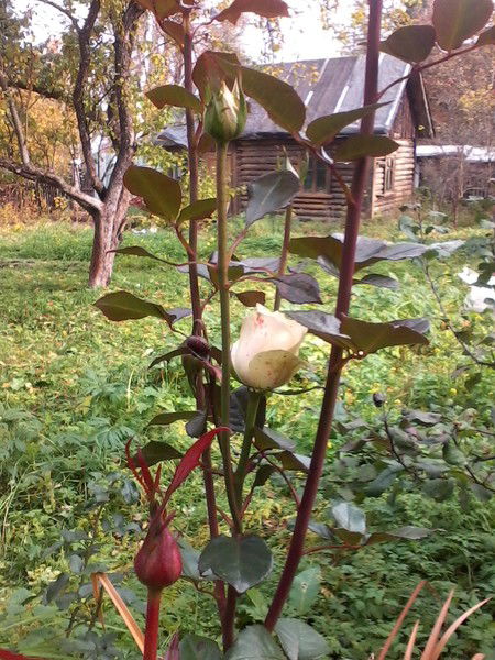 Людмила Мила