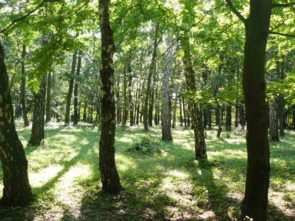 Мирек Новак