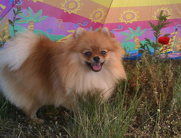 Светлана Бадыгиева