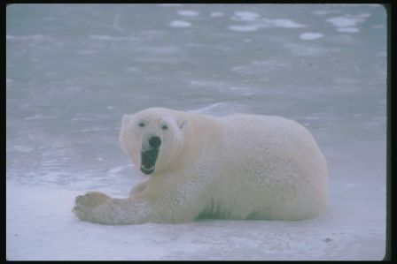 Сергей Карпов