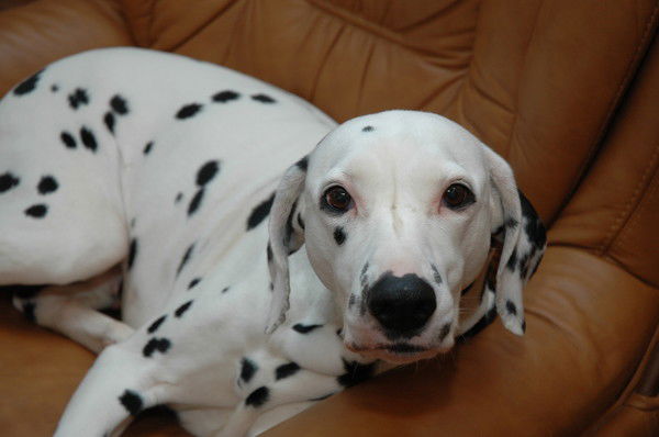 Светлана Карпина