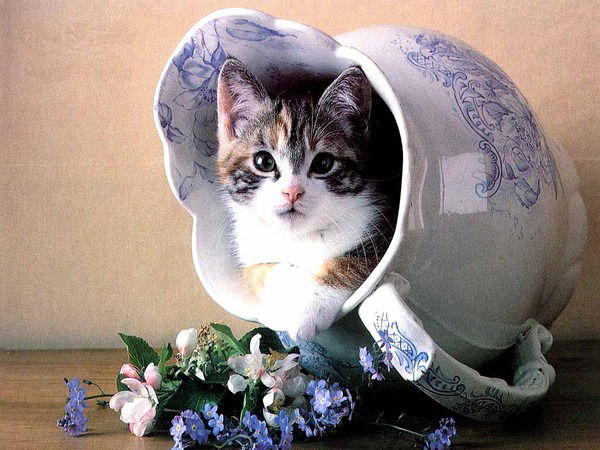 Пильчук Ирина