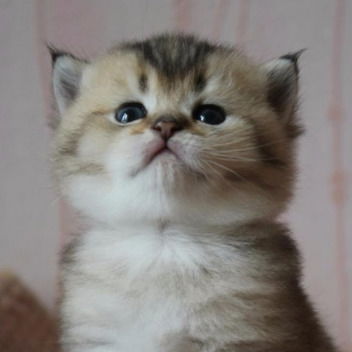 Софа Пеплер