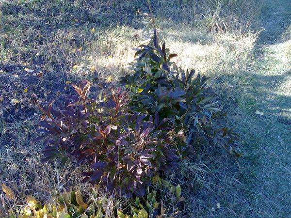 Екатерина Багаудинова