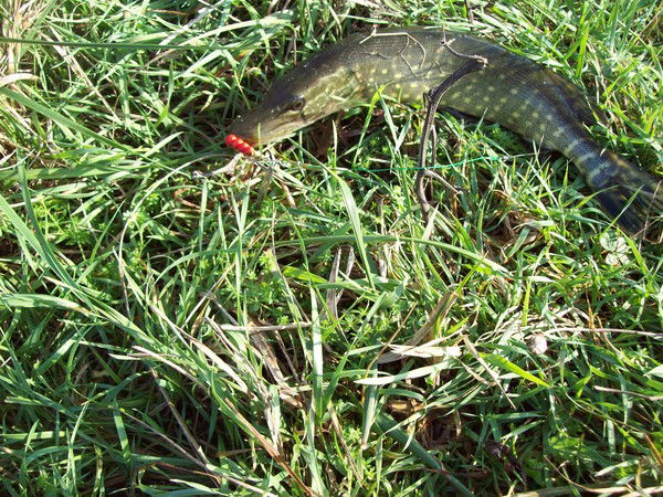 Валерий Бастанжиев