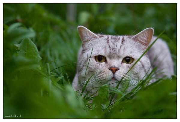 Александр Сенюшин