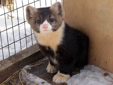 Ольга Соболева