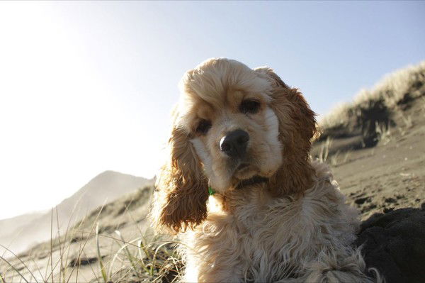 Мария Терменджиди