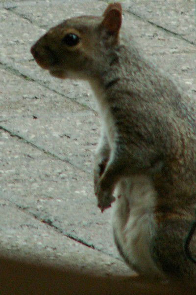 Артём Степанов