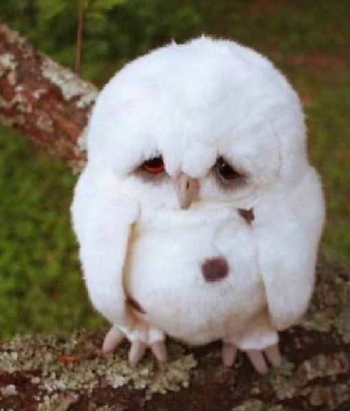 Людмила Тищенко