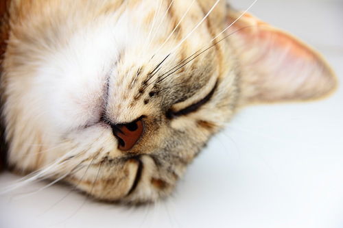 Дмитрий Тавлеев