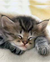 Светлана Чурилова