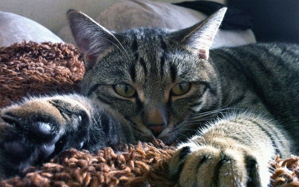 Владимир Петухов Зф!!!