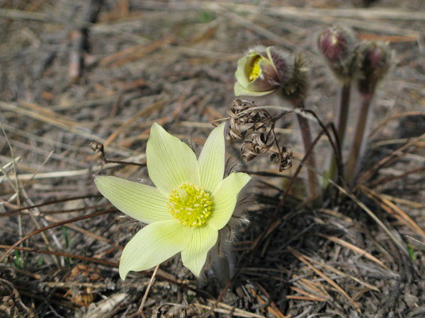 Лариса Городничева