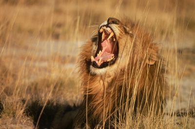 Андрей Павленков