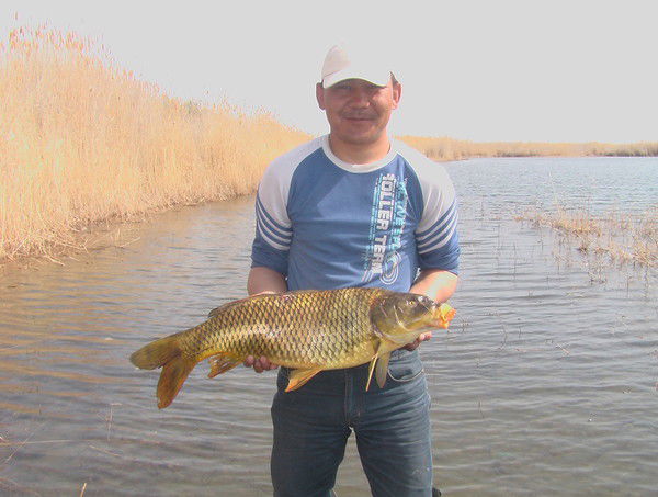 Муркен Муркен