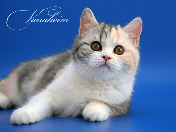 Костя Титов