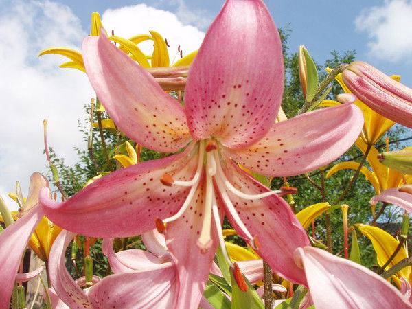 Лаборатория Гигиены Почвы