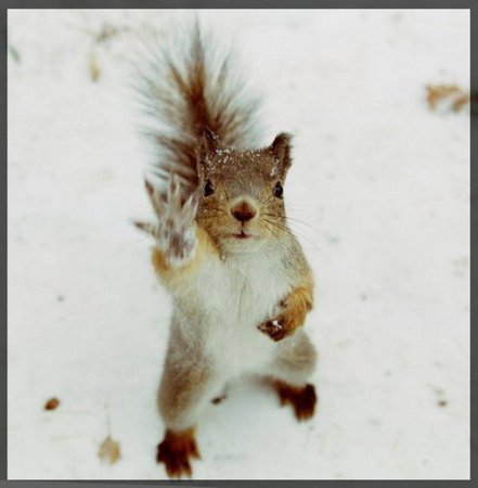 Вальдемар Дробь
