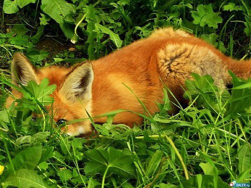 Аня Усанова