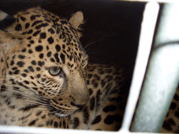 Галина Шутова