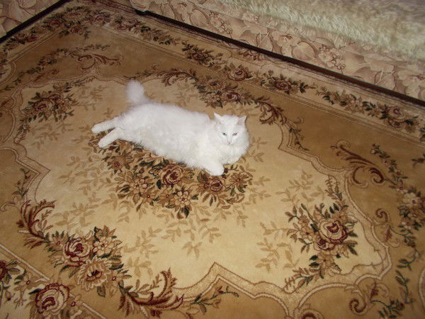 Дарья Грекова (Никулина)