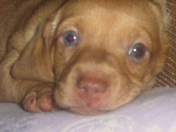 Николай Рязанцев