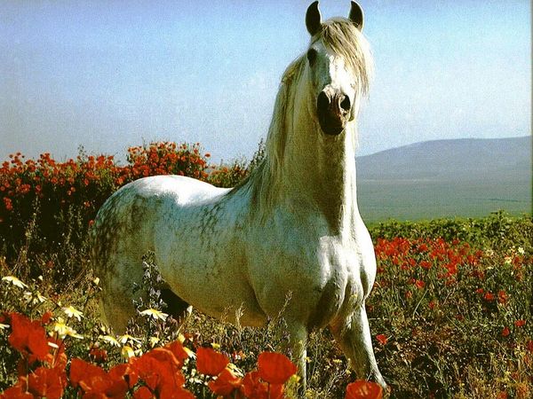 Маргарита Мельникова